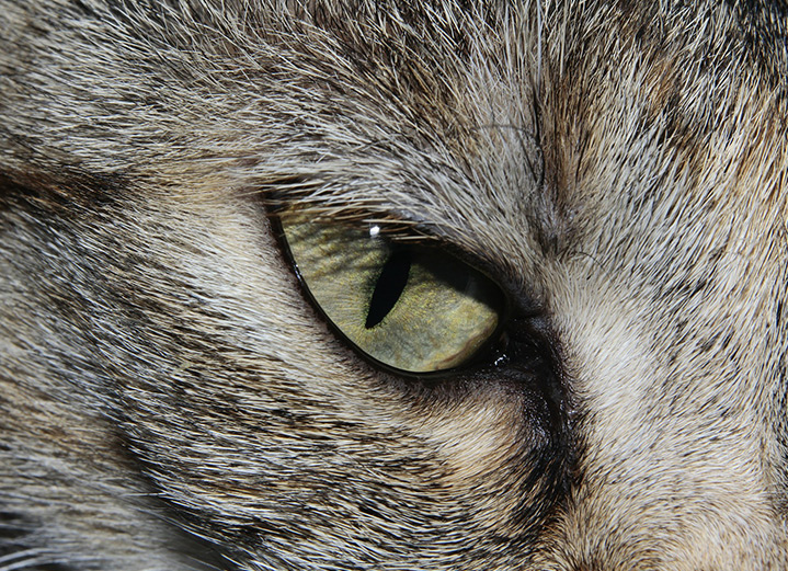 5 animals and some amazing facts about their eyes
