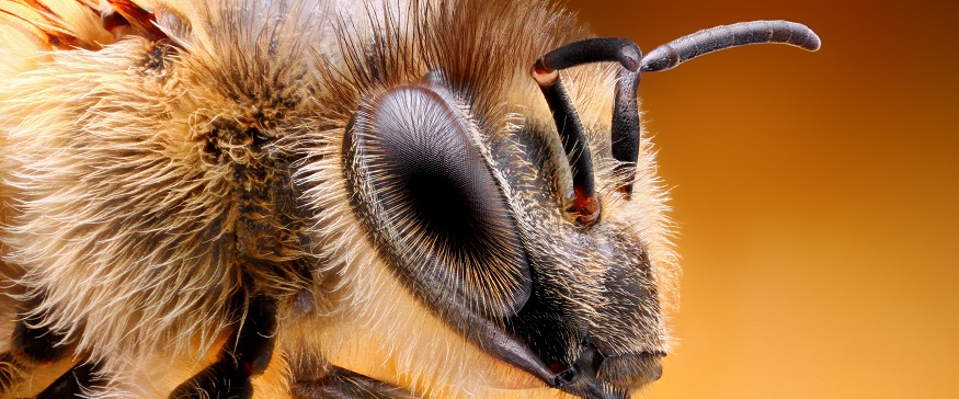 Bees and eye sight - How do bees see?