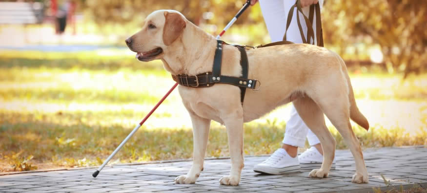 Life of a guide dog