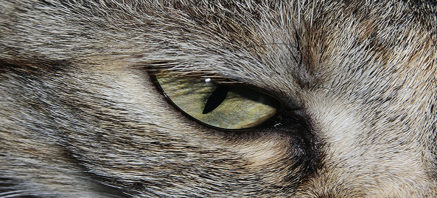Some amazing eye facts about animals and birds