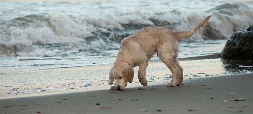 a golden retriever on a sandy beach