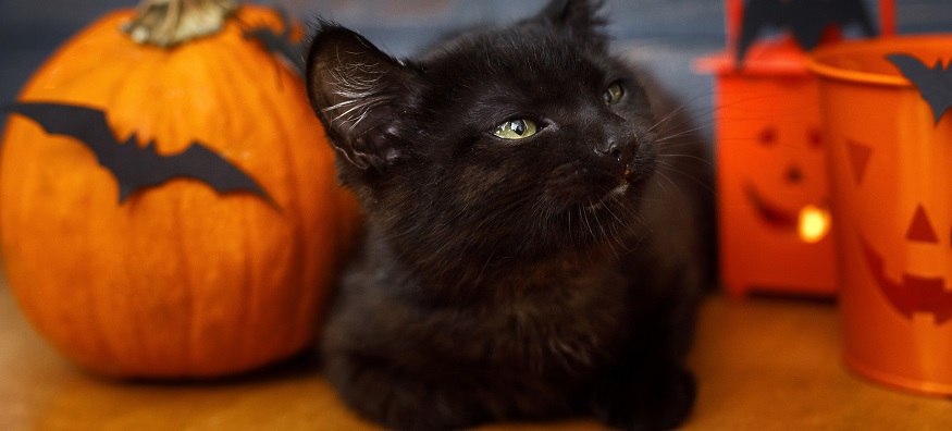 black cat sat next to pumpkin