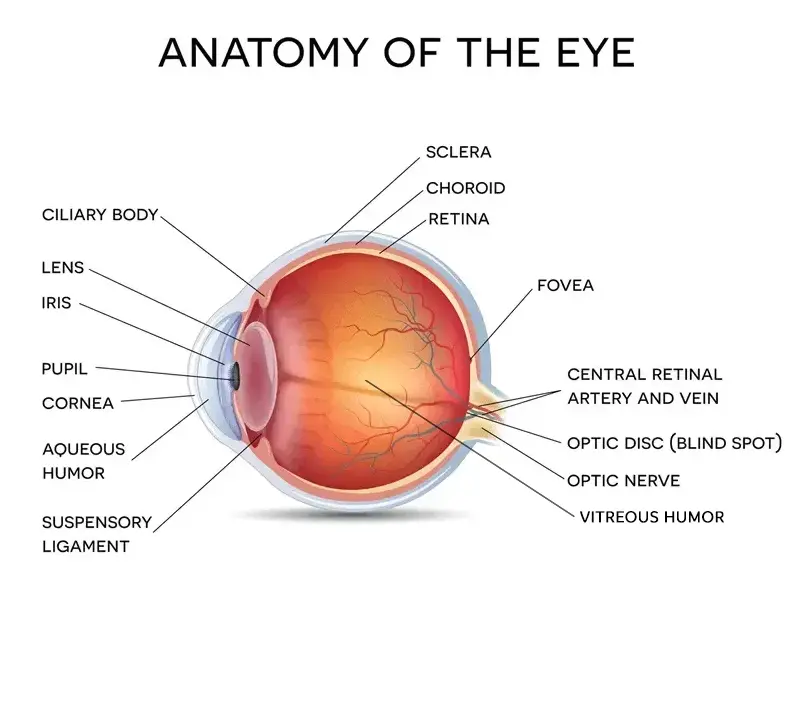 anatomy of the eye